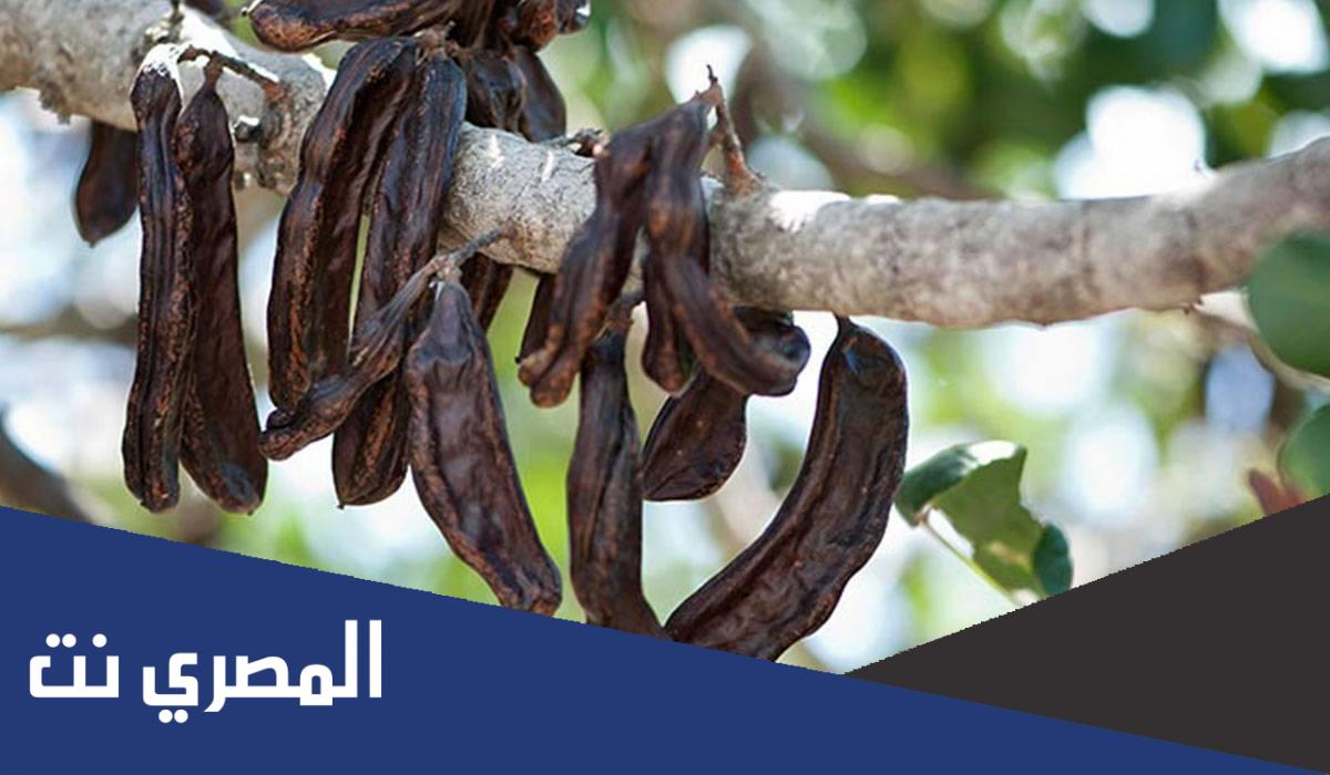 فوائد أكل الخروب للرجيم