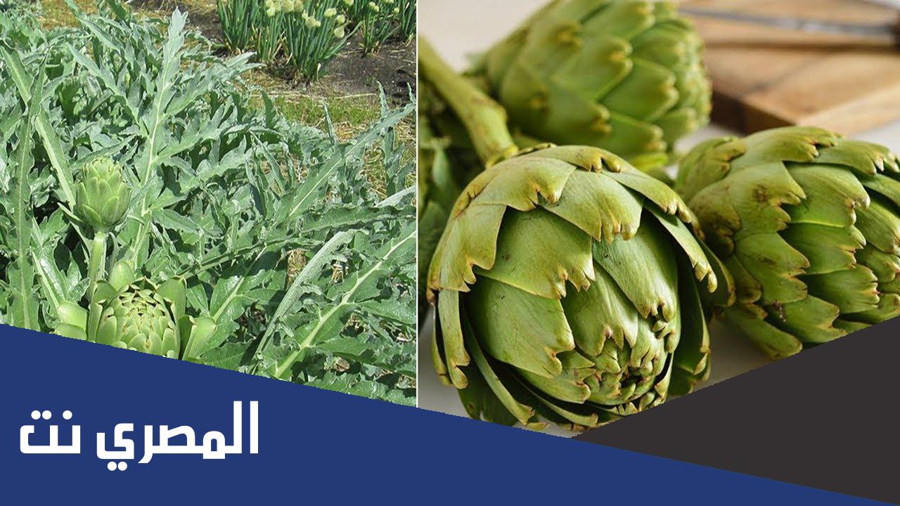 فوائد الخرشوف وكيفية استعماله