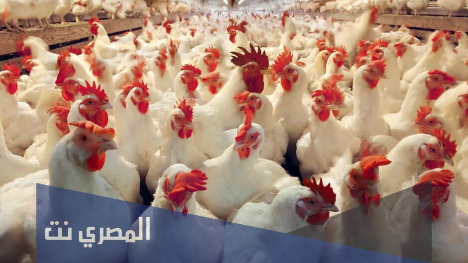 فوائد الخل والليمون للدواجن