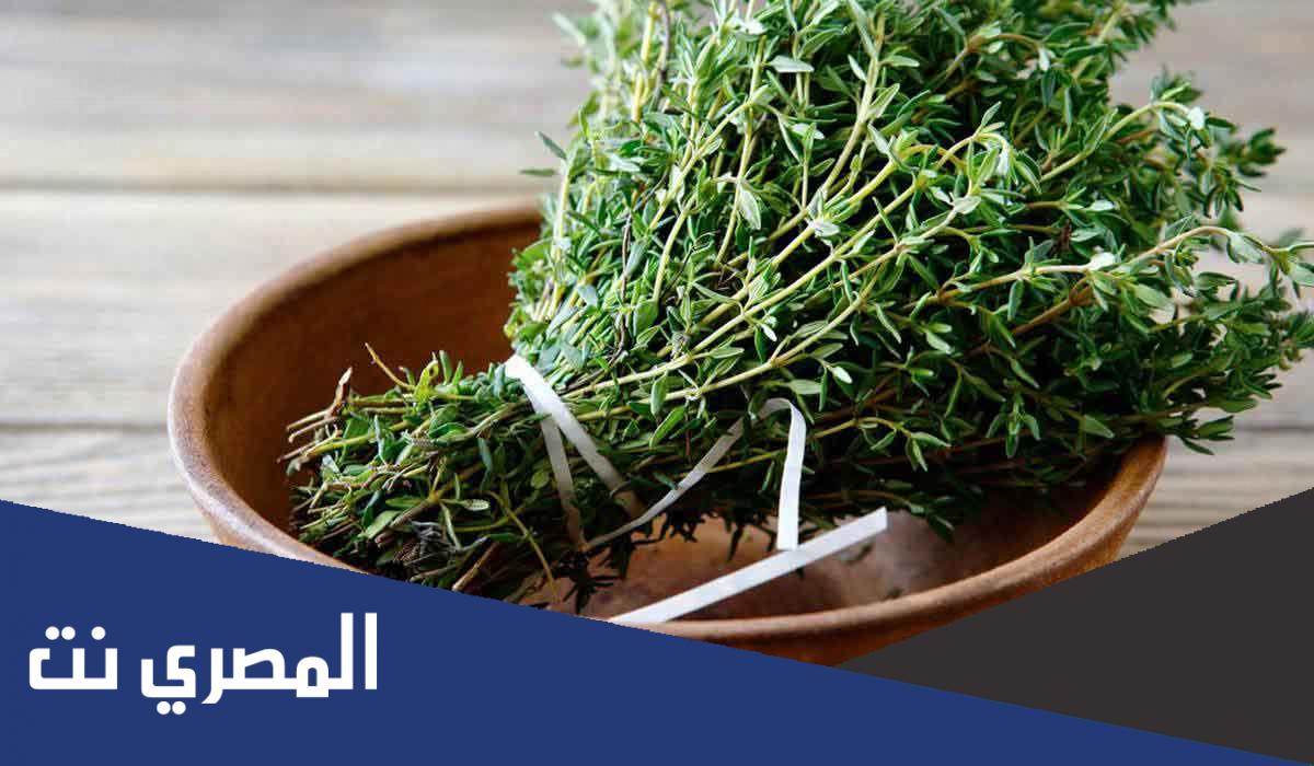 فوائد الزعتر البري للشعر بالتفصيل