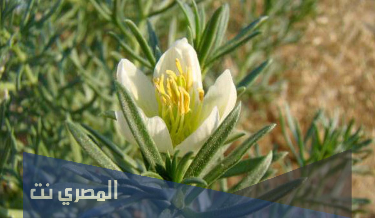 فوائد بذور الحرمل واضراره