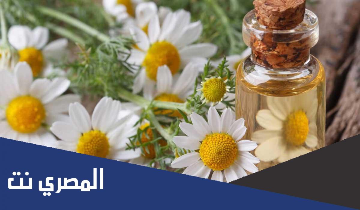 فوائد زيت البابونج للجسم