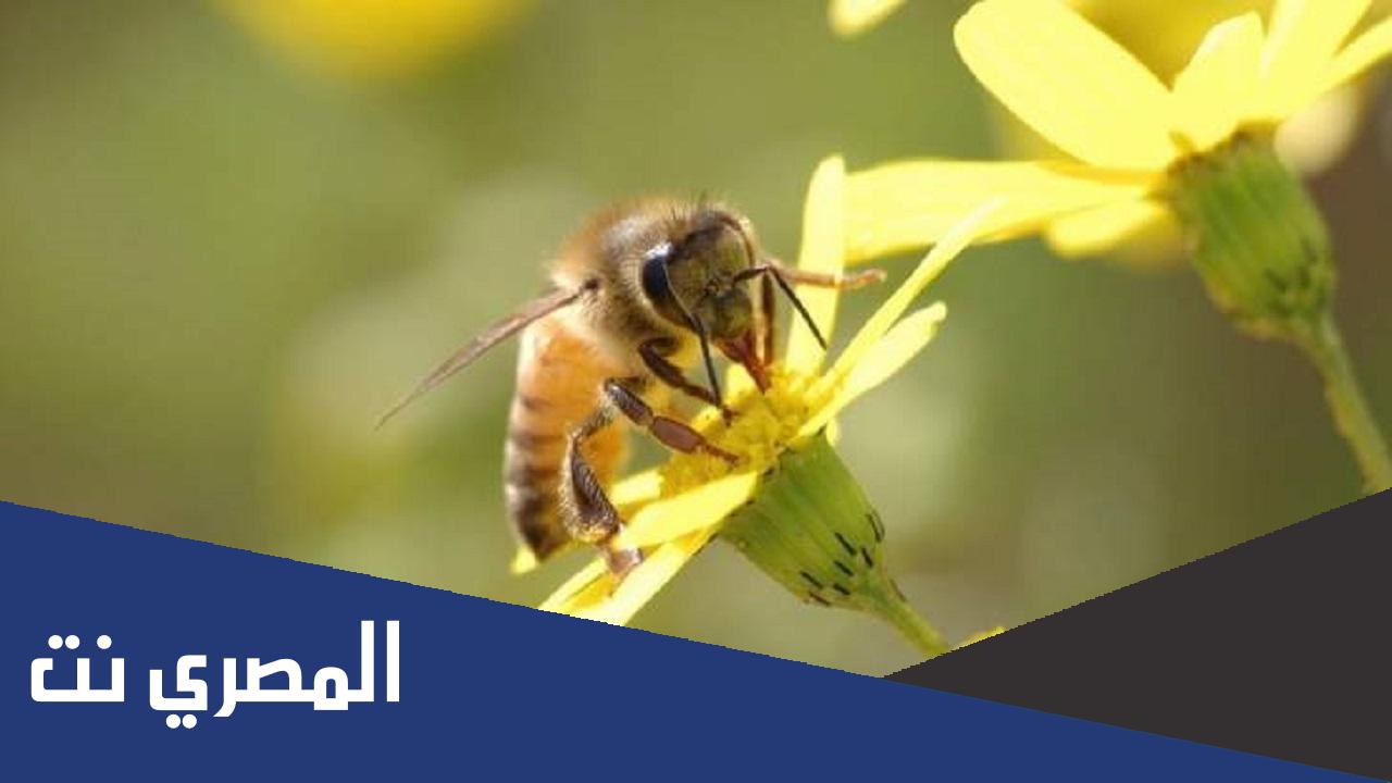 فوائد سم النحل وأضراره