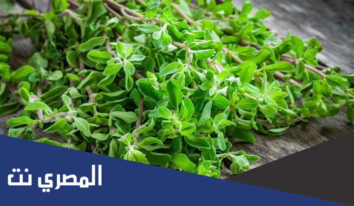 فوائد عسل البردقوش للحمل