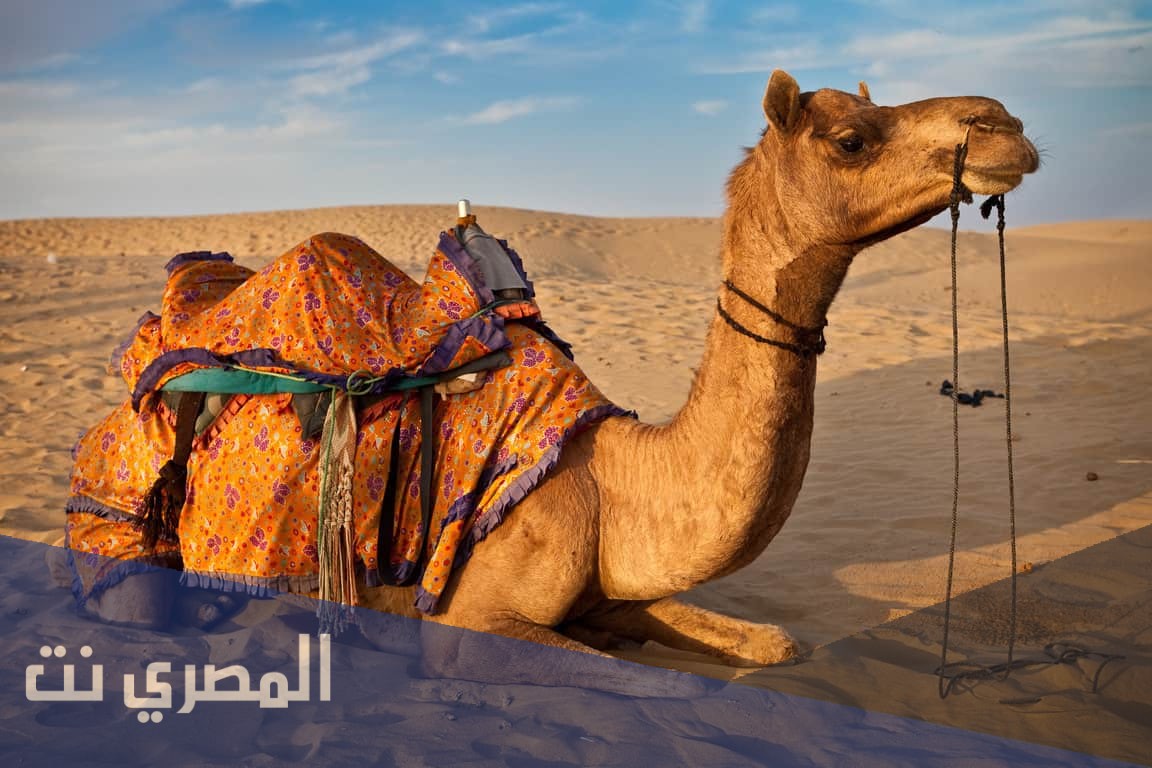 فوائد واضرار بول الابل