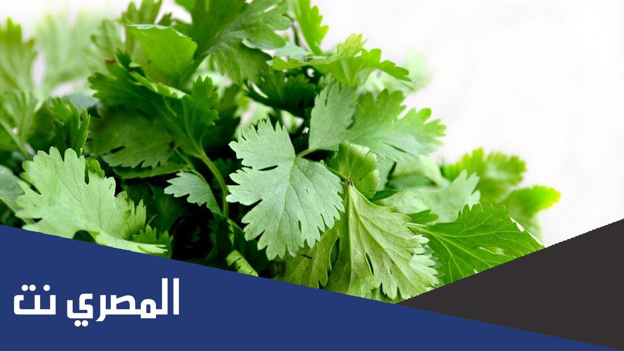 فوائد واضرار ماء البقدونس