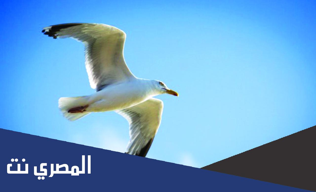 كلام وعبارات عن رحيل الطيور