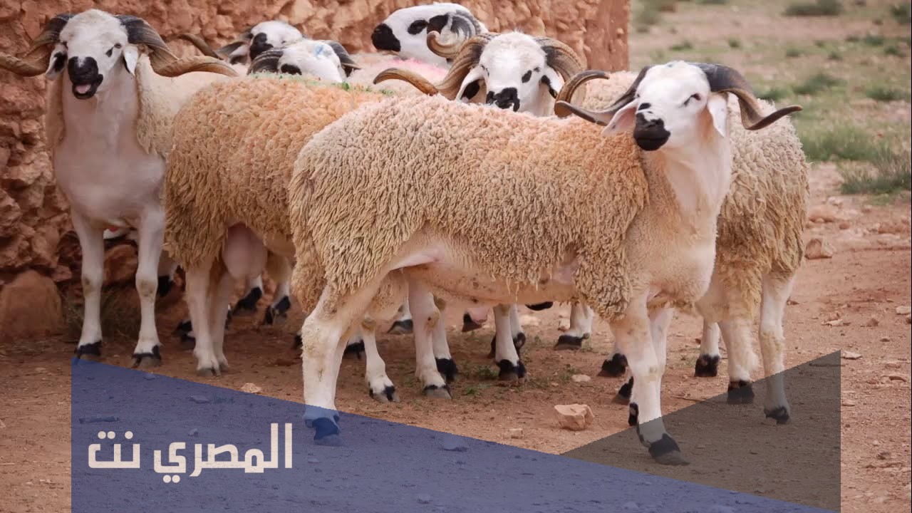 كم تبلغ اسعار الاضاحي في عيد الاضحى 1442