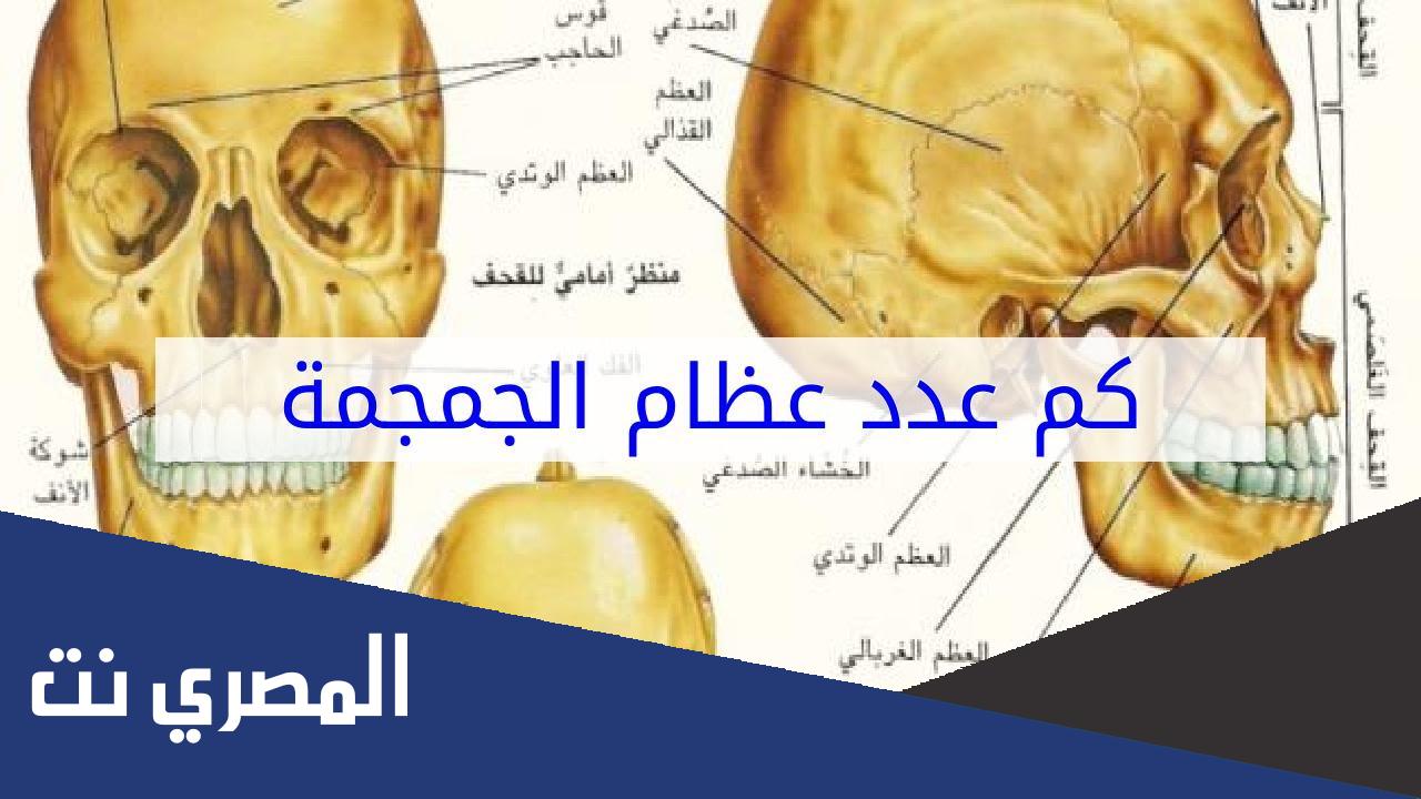 كم تبلغ عدد عظام الجمجمة