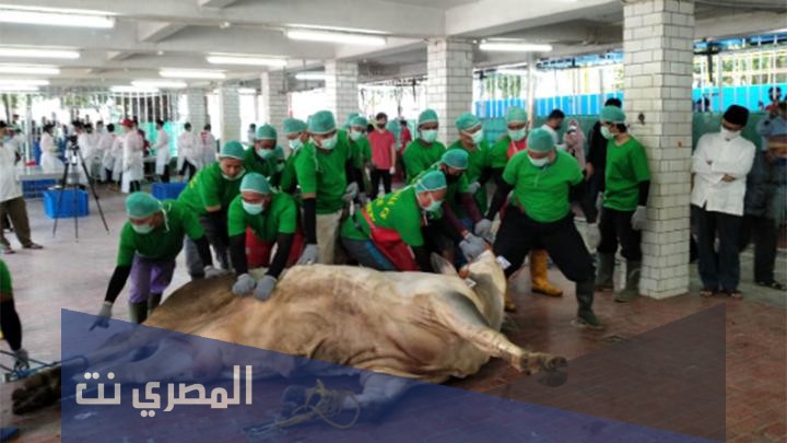 كم سعر الاضحية في الرياض وما أهم النصائح لاختيار الأضحية