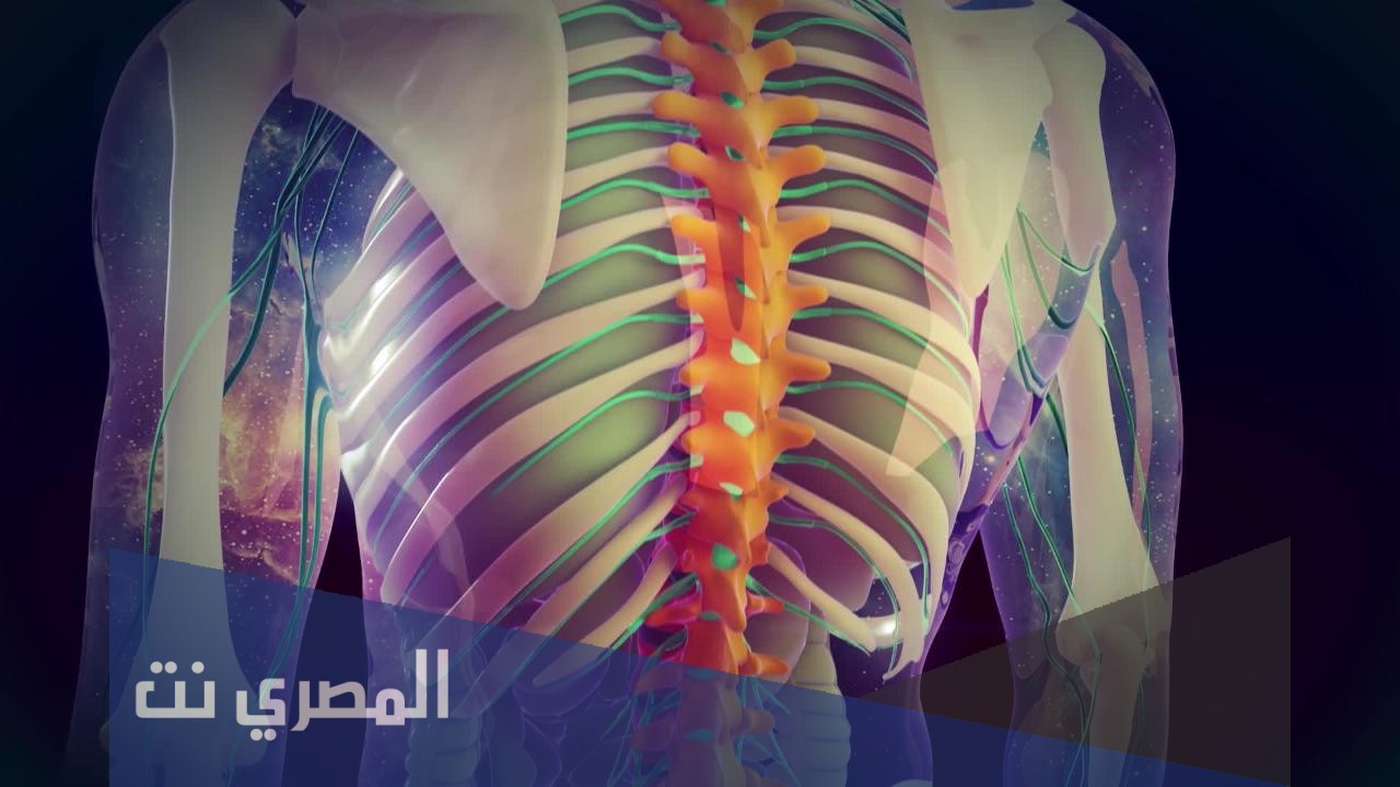 كم عدد الاعصاب الشوكية في جسم الانسان
