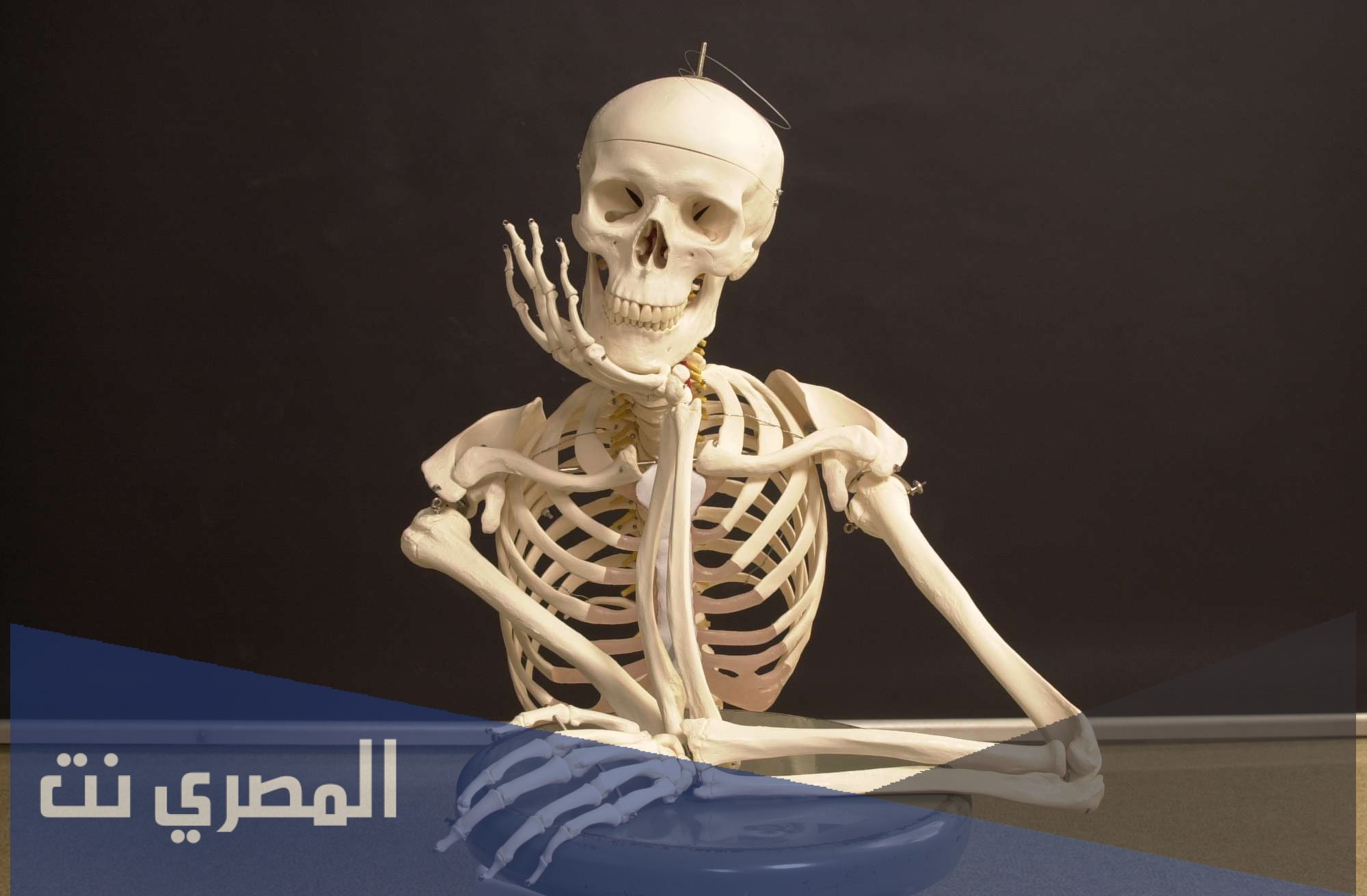 كم عدد العظام في جسم الإنسان