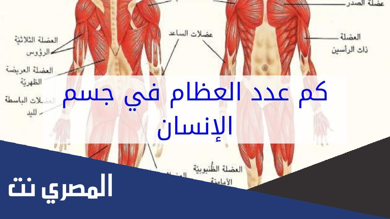 كم عدد عظام رجل الإنسان