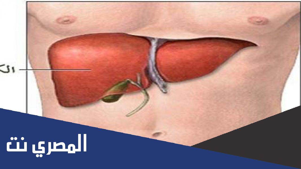 كم يبلغ وزن الكبد عند الانسان البالغ
