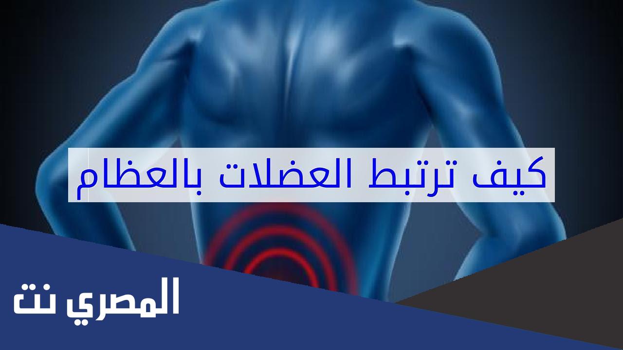كيف ترتبط العضلات مع العظام