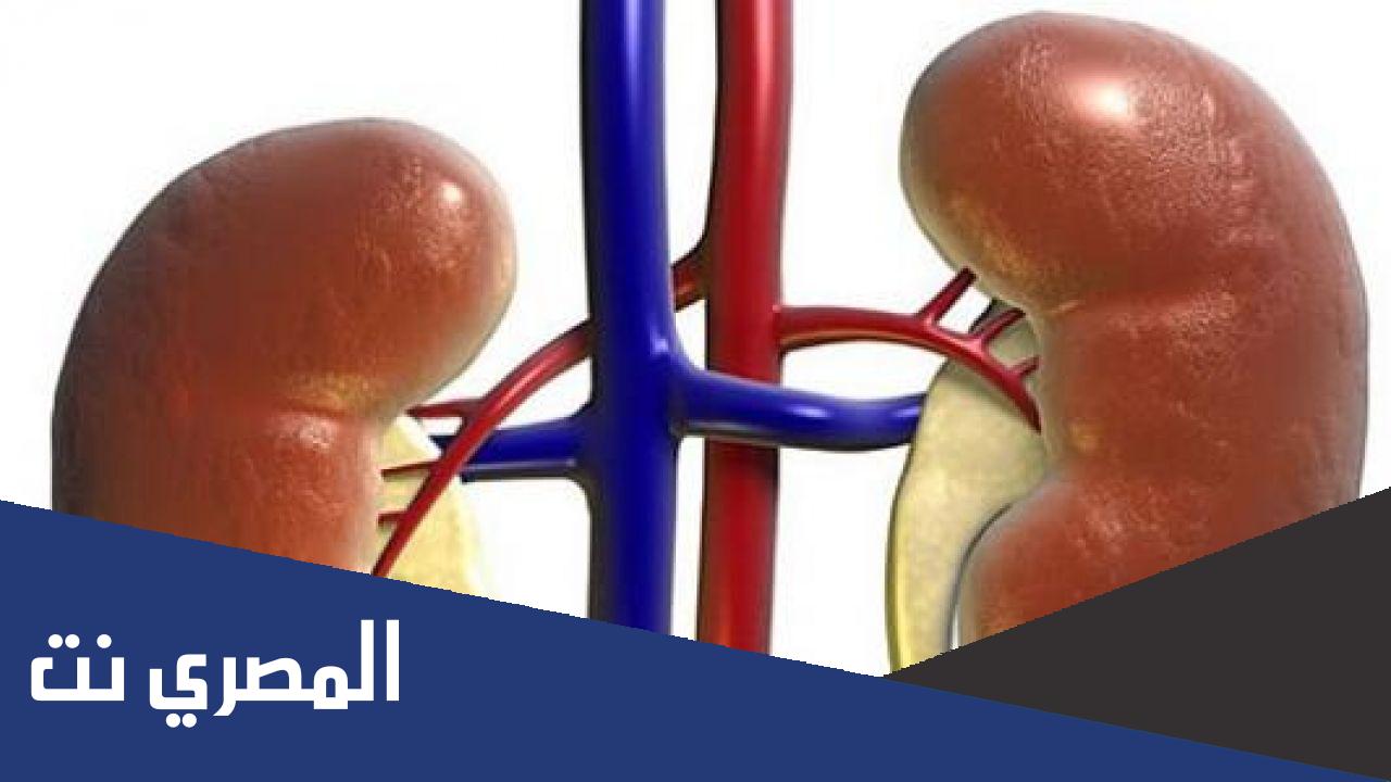 كيف تنظف الكليتين ؟