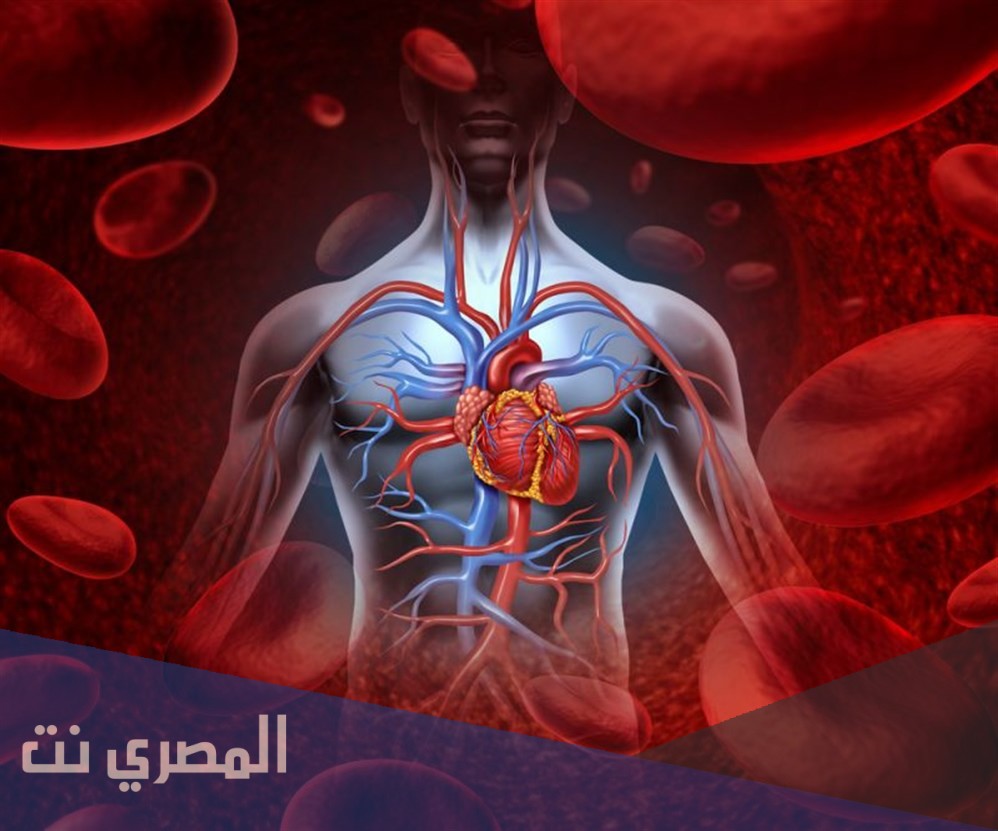كيف يتم تنشيط الدورة الدموية