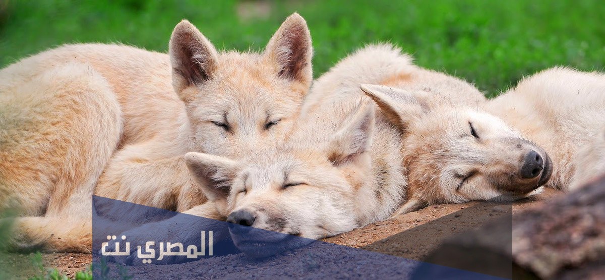 كيف ينام الذئب بعين واحدة