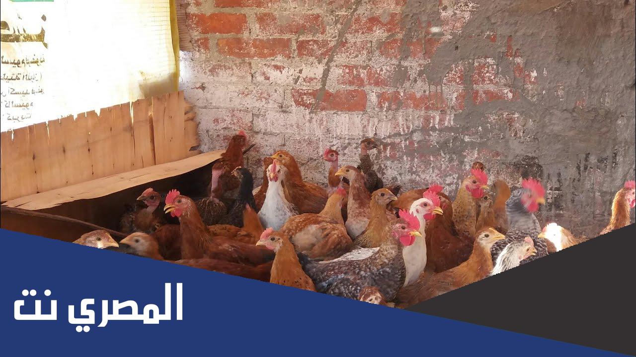 كيفية تغذية الدجاج البلدي والفراخ الساسو