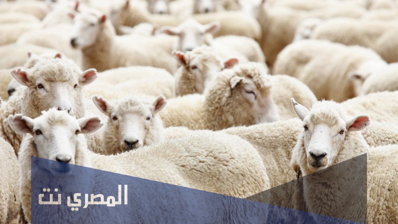 كيفية حجز موعد ذبح الاضحية في السعودية 2021