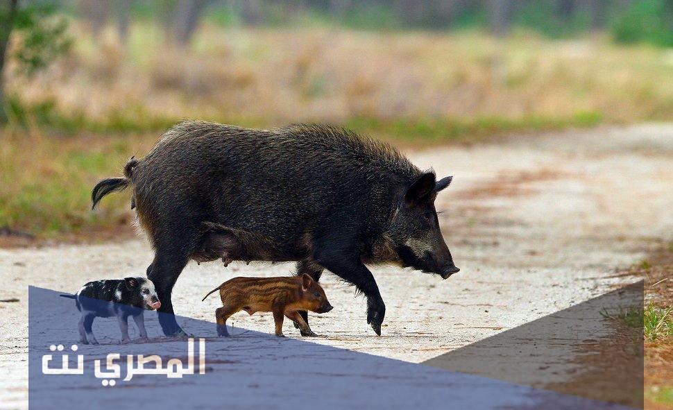 كيفية صيد الخنزير البري