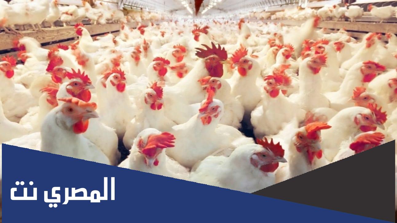كيفية علاج نقص الكالسيوم عند الدجاج