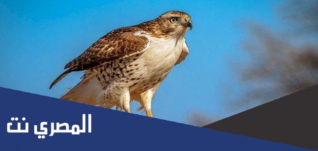 معلومات عن الصقور وتربيتها