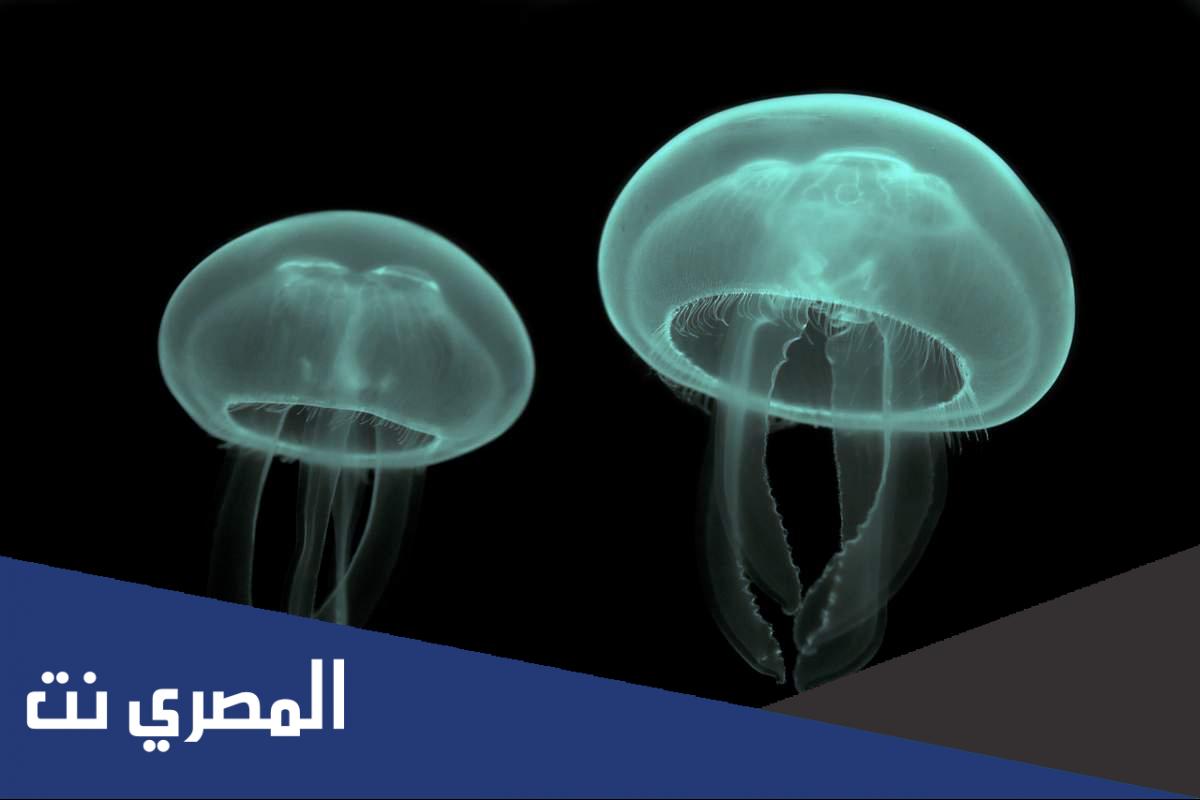 لسعة قنديل البحر وأضرارها