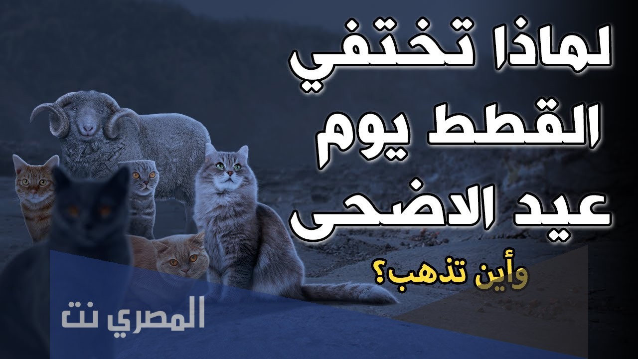 لماذا تختفي القطط يوم عيد الاضحى