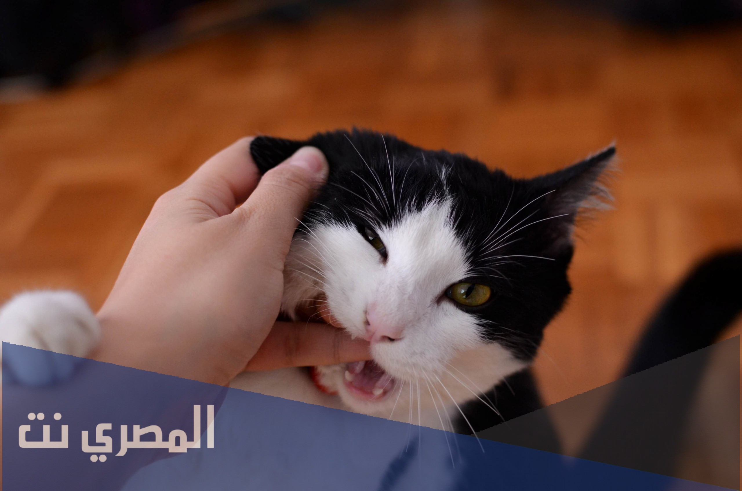 لماذا تعض القطط يد صاحبها