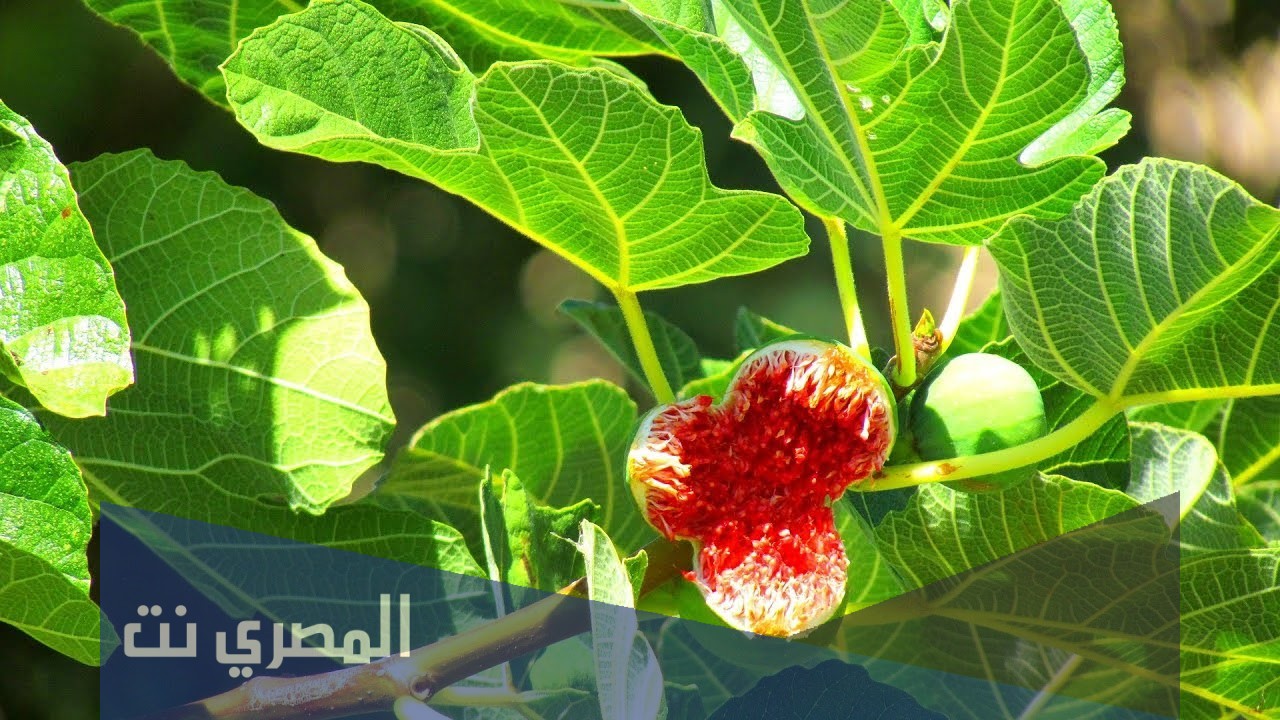 لماذا يحرق ورق التين الاخضر
