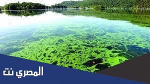 ما أهمية الطحالب؟