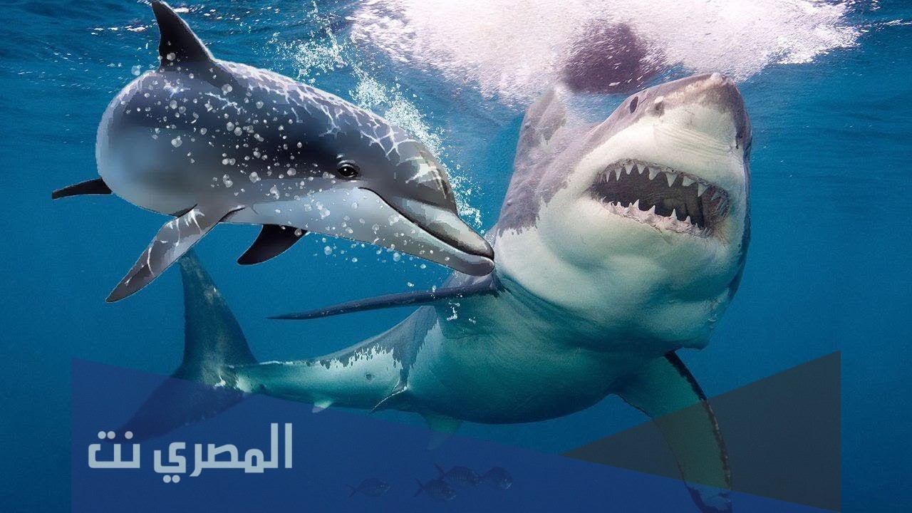 ما اسم زوجة القرش