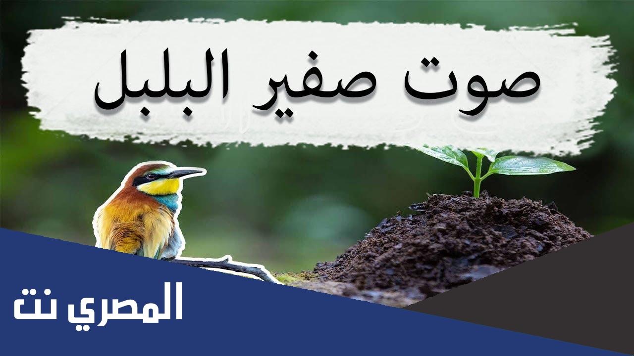 ما اسم صوت صفير البلبل ؟