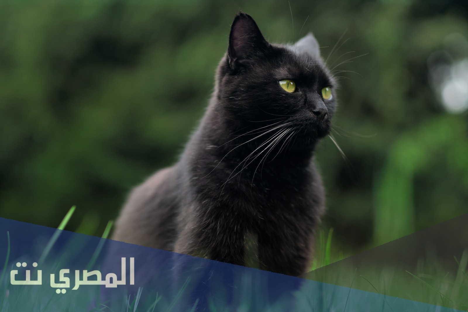 ما سبب اختفاء القطط يوم عيد الاضحى