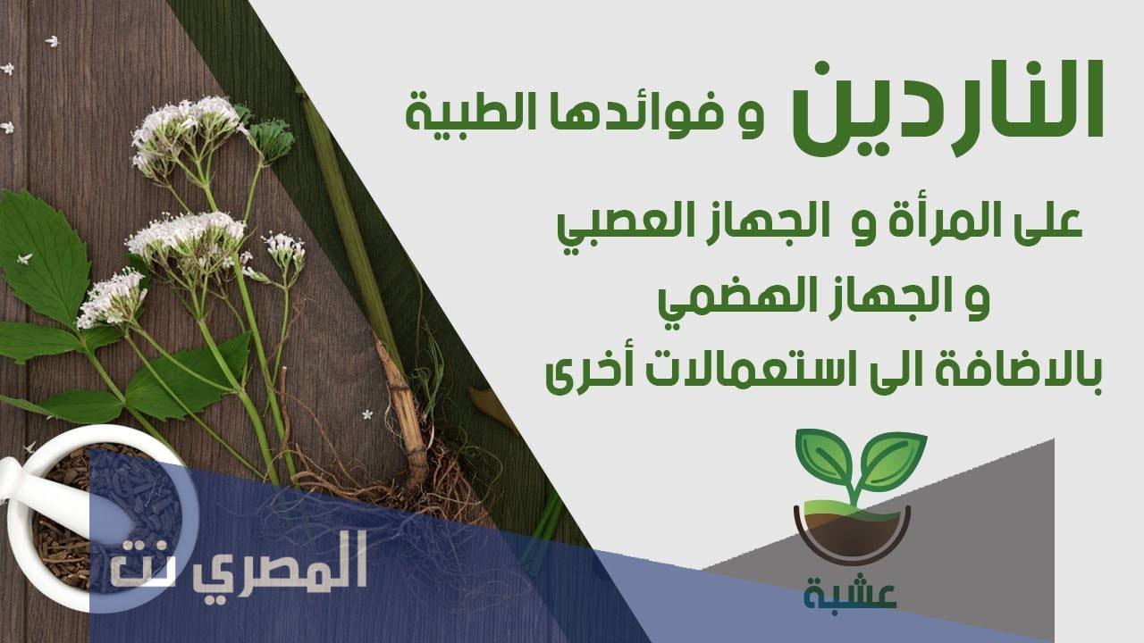 ما لا تعرفه عن عشبة الناردين