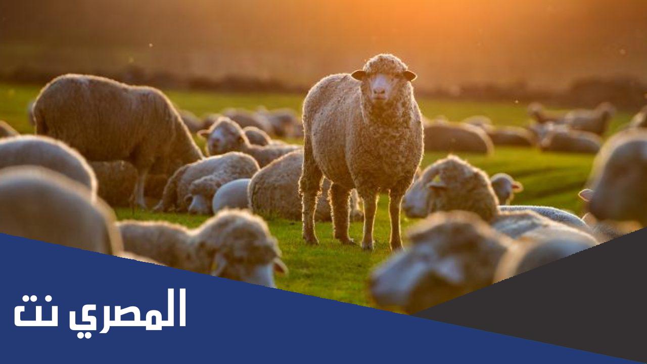 ما هو الاسم الذي يطلق على صوت الخروف
