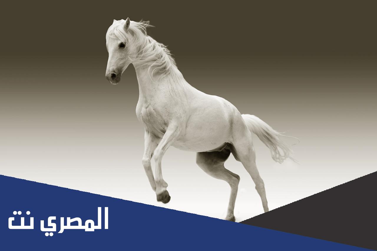 ما هو الاسم الذي يطلق على مربي الخيل ومروضه