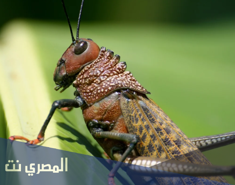 ما هو تفسير حلم رؤية الجراد في المنام بالتفصيل لابن سيرين