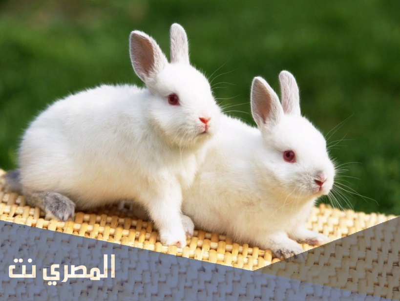 ما هو تفسير رؤية الارنب في المنام للمتزوجة والرجل والعزباء لا بن سيرين