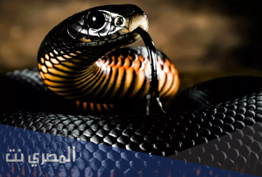ما هو تفسير رؤية الثعبان الاسود في المنام ابن سيرين