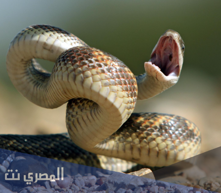 ما هو تفسير رؤية الثعبان في المنام لابن سيرين