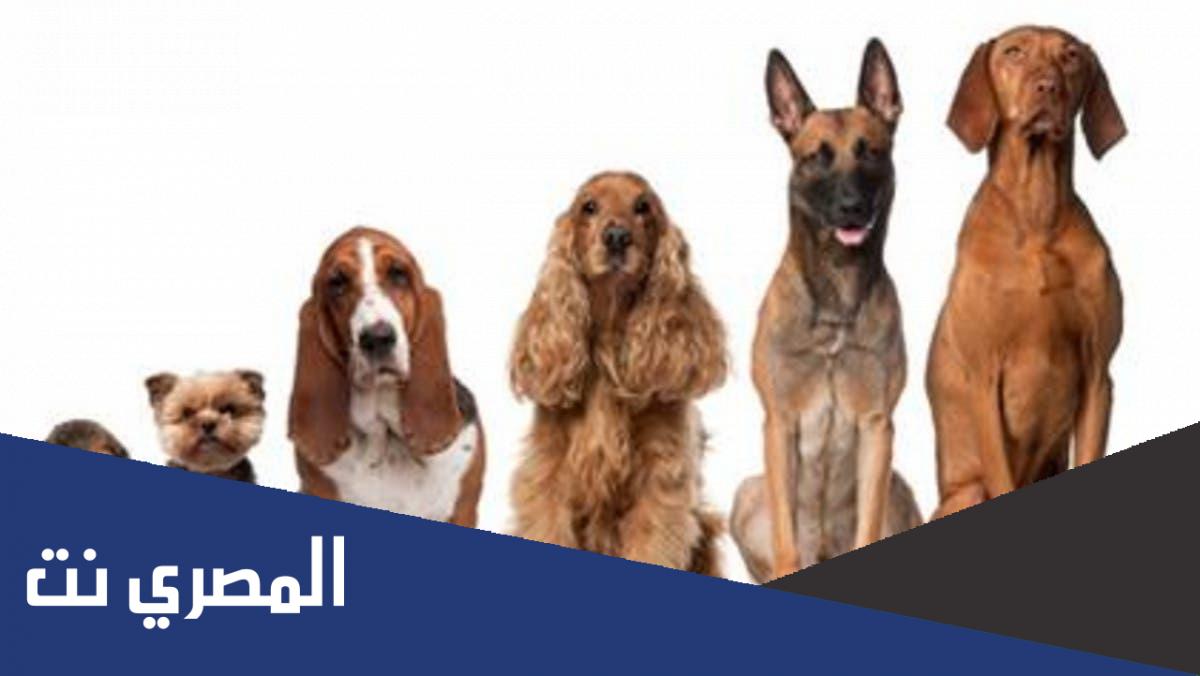 ما هو مصل الكلب واين يوجد