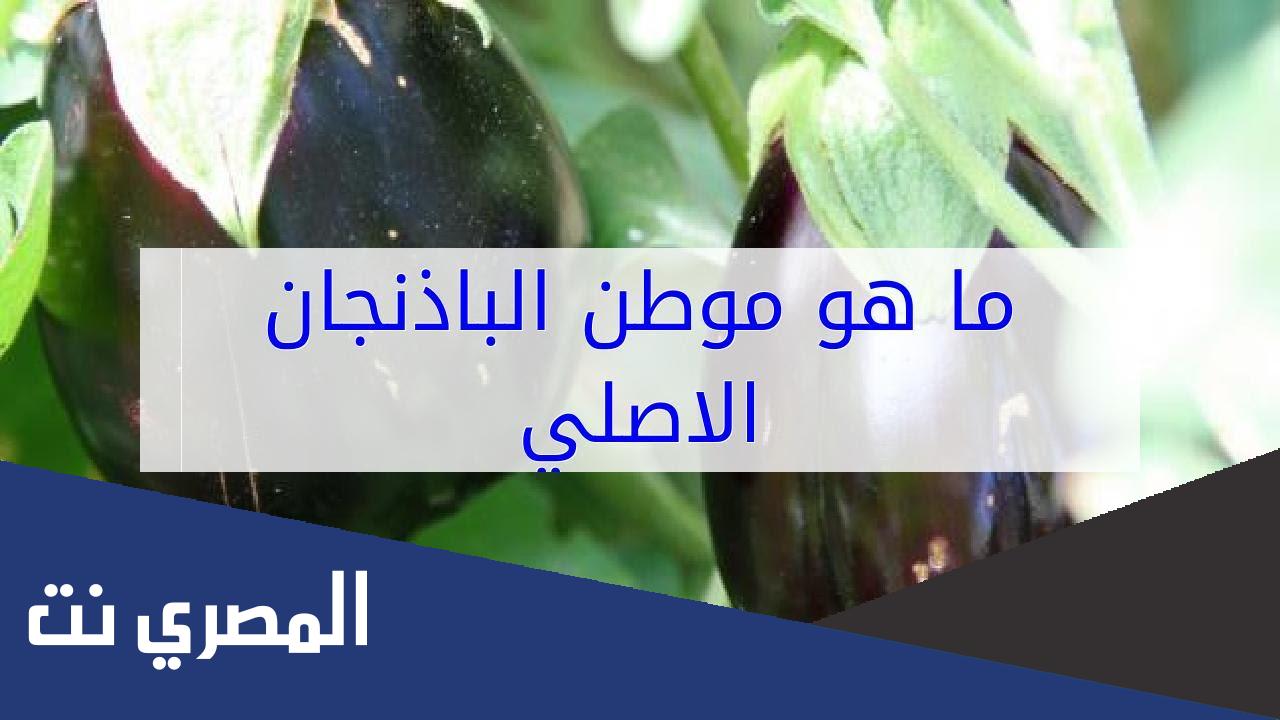 ما هو موطن الباذنجان