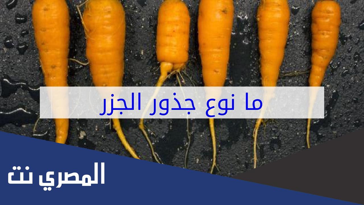 ما هو نوع جذور الجزر
