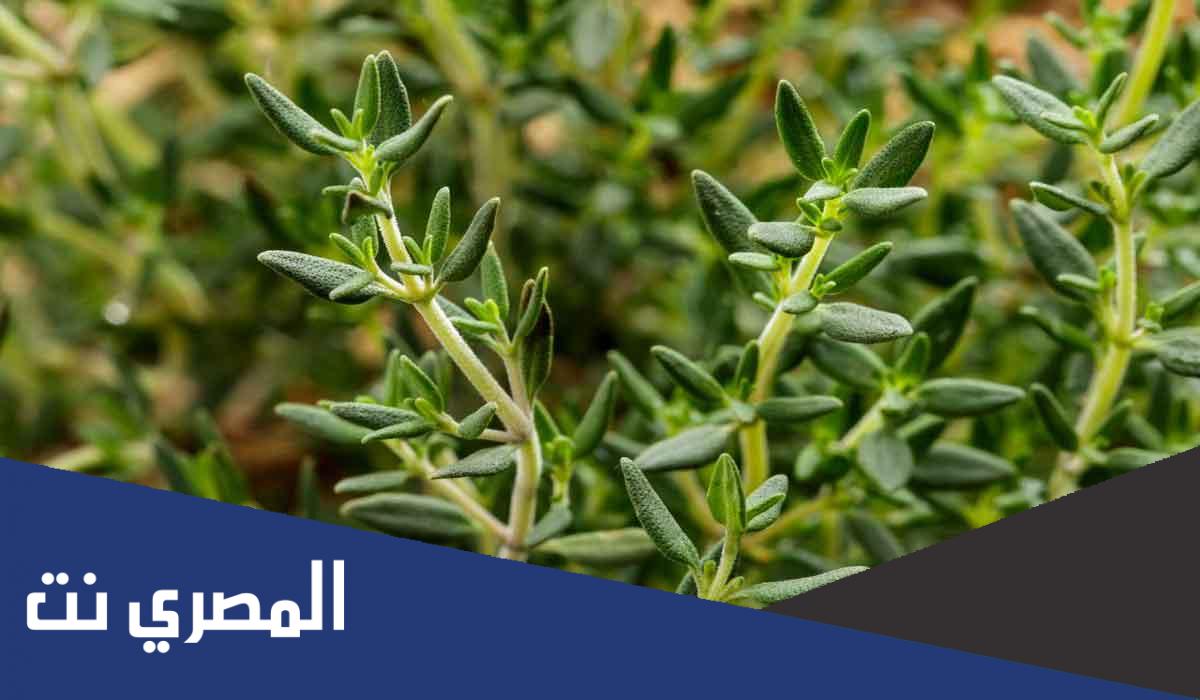 ما هي أضرار الزعتر على الكبد