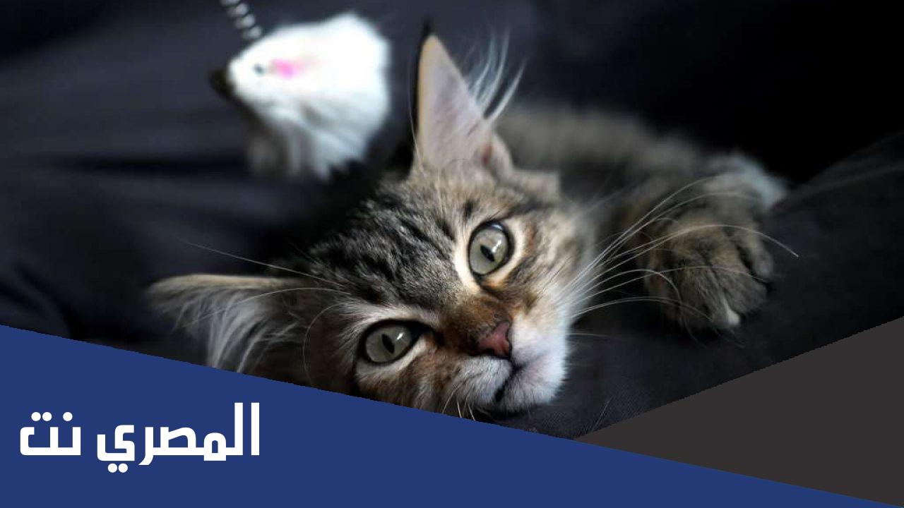 ما هي أعراض موت القطط وأسبابه