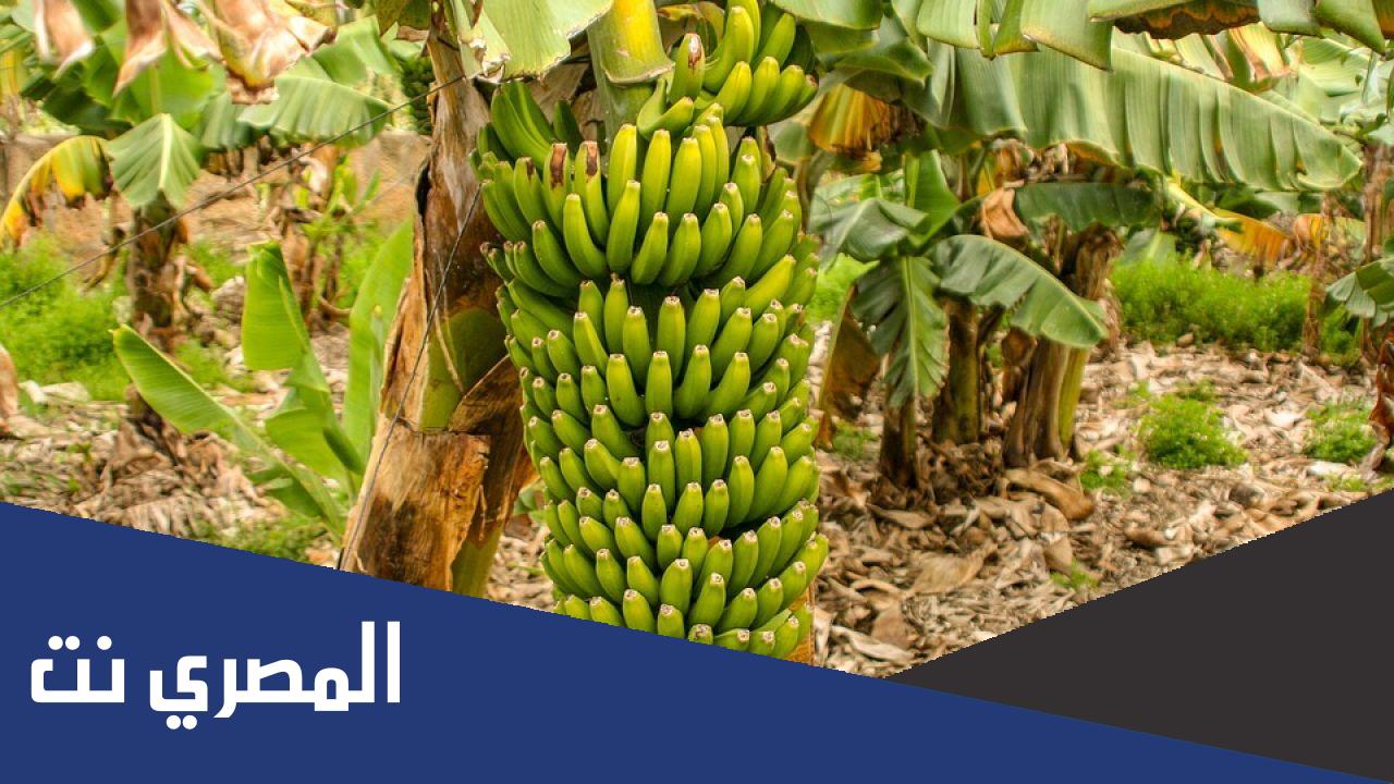ما هي أكثر دولة إنتاجًا للموز في العالم