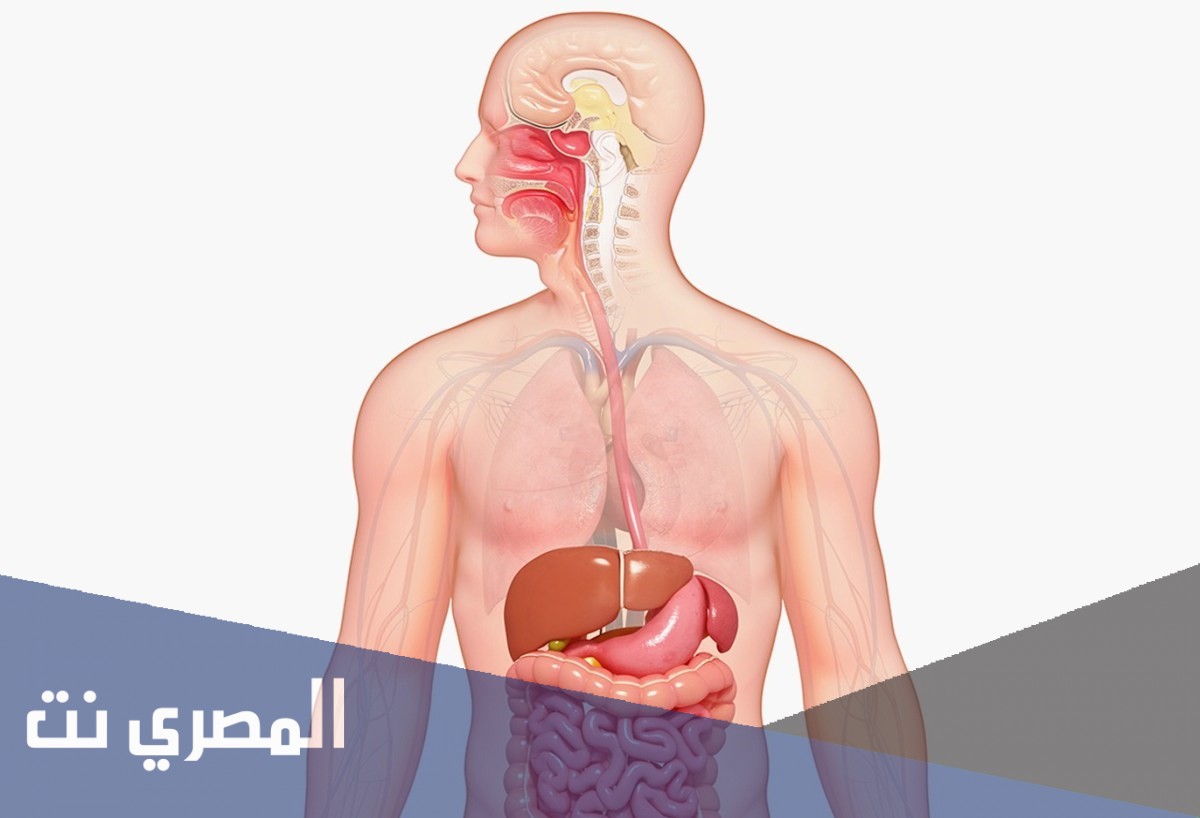 ما-هي-الاعضاء-التي-لا-يحتاجها-الانسان