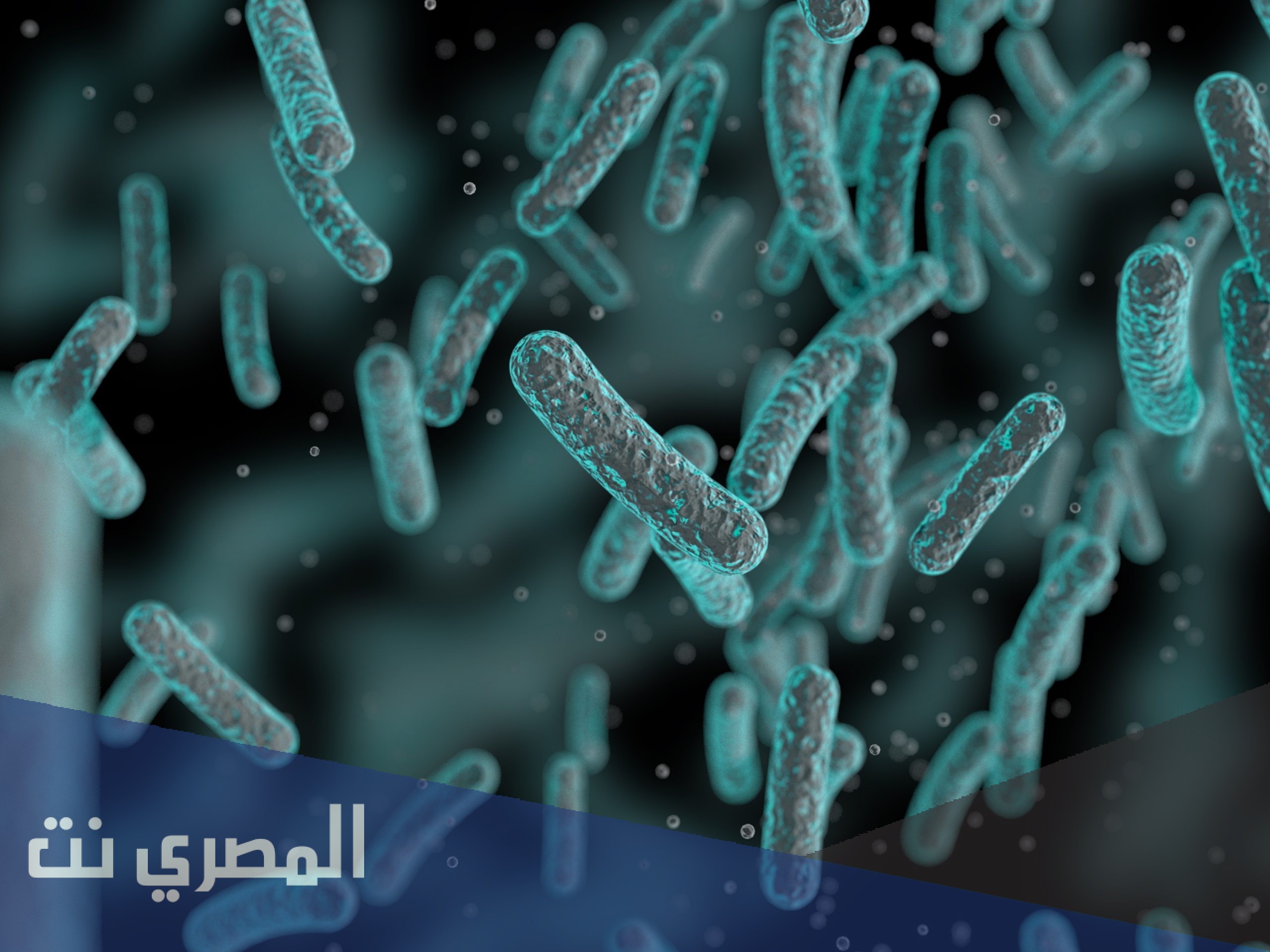 ما هي البكتيريا الهوائية واللاهوائية